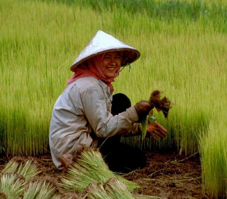 conical hat woman paddy field